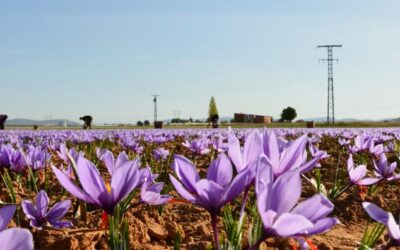 Fiesta de la Rosa del Azafrán de Consuegra