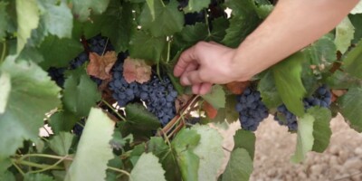 Recogida de Uvas FERIA MEDIEVAL DEL VINO DE MONTEARAGÓN-GEATRIPS