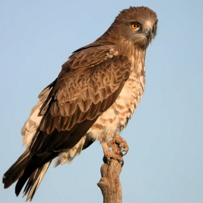 Aguila Culebrera Aguila Culebrera