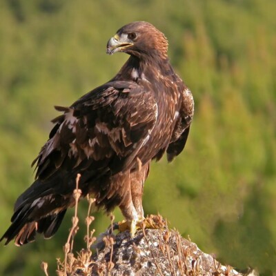 Aguila Real Aguila Real