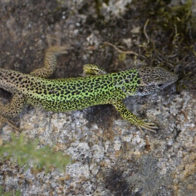 Lagarto verdinegro Lagarto verdinegro
