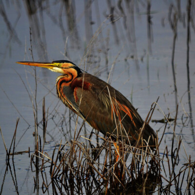 Planes para disfrutar de la Naturaleza. Planes en familia - GEATRIPS Garza en la Laguna de Tirez en Villacañas