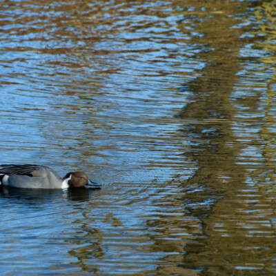 Complejo Lagunar de Villafranca de los Caballeros Complejo Lagunar de Villafranca de los Caballeros