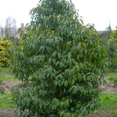 Loro (prunus_lusitanica)